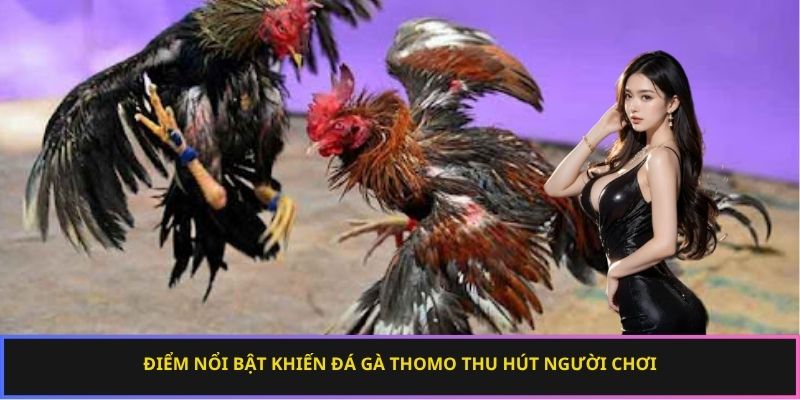 Đá gà Thomo